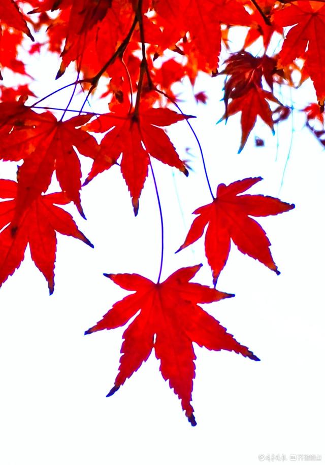 冬日枫树叶，五彩斑斓景致绝美