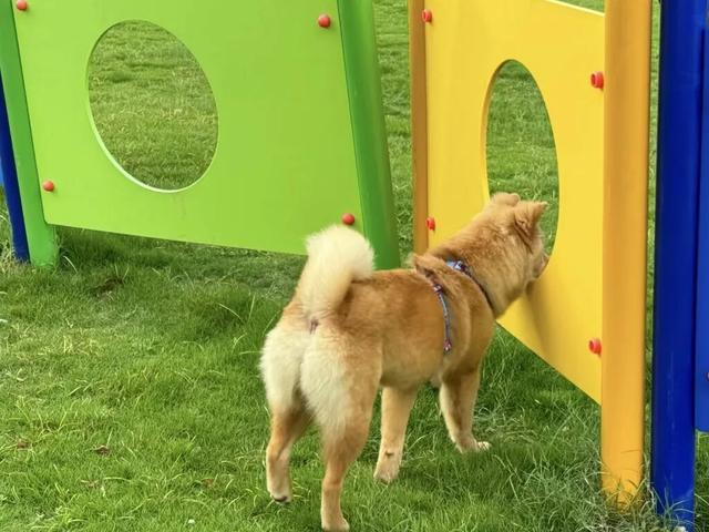 3000㎡！属于萌宠的gogoland帮你找到了！