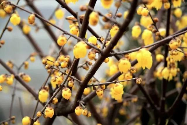 快乐“梅”烦恼！河南赏梅地图来啦！