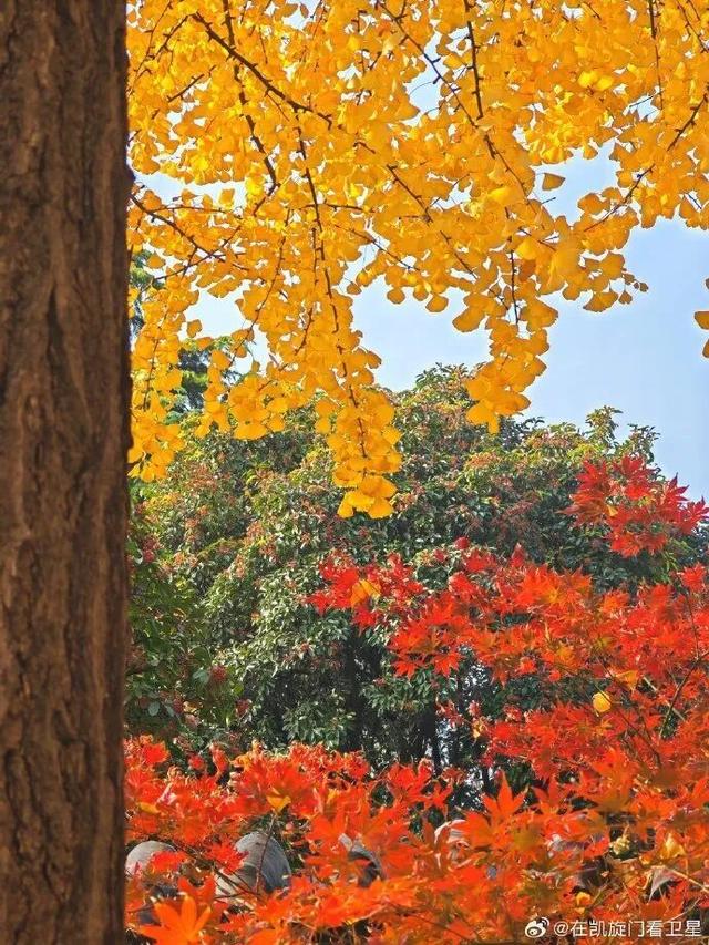 “西红柿炒蛋树”排队？快来秦淮开启“金黄时刻”！