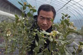 投资上百万！程序员小伙跨界养熊蜂，破解万亩蓝莓背后的丰收密码图片