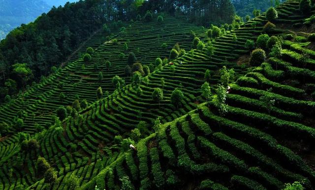 2.5h缩短至1h车程！趁高速通车来这两座宝藏小城，品品茶香和诗意……