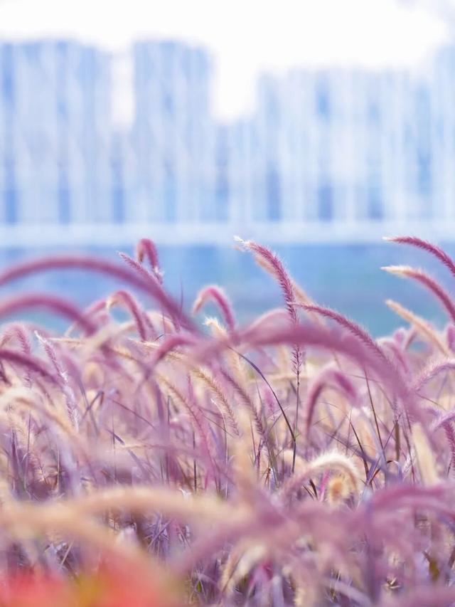 随手拍出电影感！南宁这片“秋日限定”的狗尾巴草美到犯规