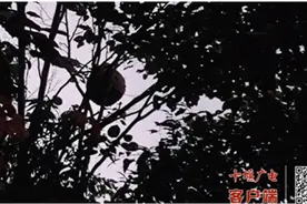 武当山景管局联合消防部门摘除马蜂窝，守护游客居民安全图片