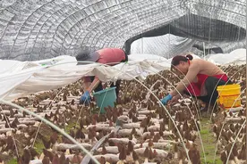 湖北浠水：春味正浓！羊肚菌“抢鲜”上市图片