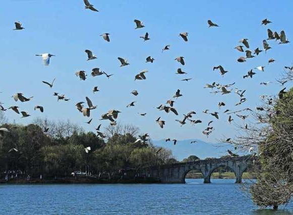 写点生活｜湘湖鹭影