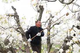 安徽泗县：梨花竞相开 开出幸福来图片