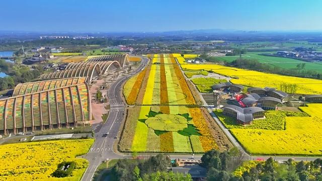 大冬天去赏什么花~油菜花！
