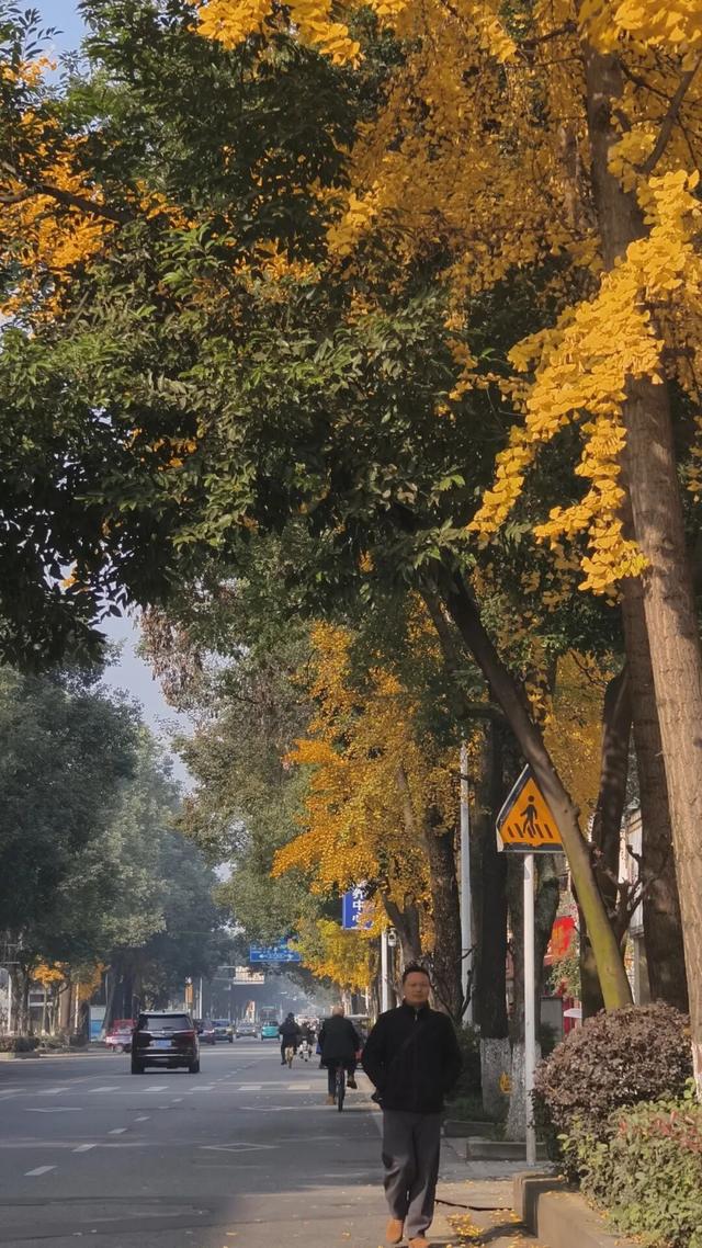 落叶缓扫！在什邡邂逅初冬的“杏”好时光