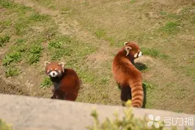 来了9只小熊猫 苏州动物园又添“明星”图片