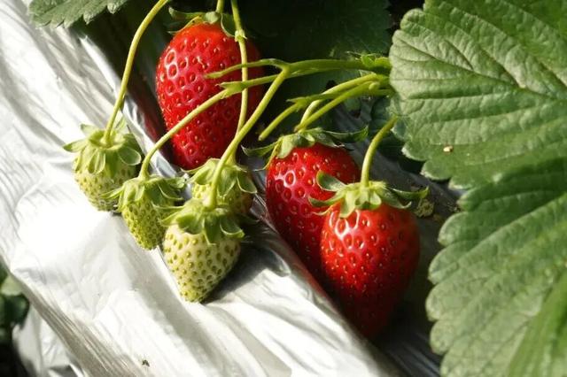 雪景美图来了！京郊赏雪宝藏线路，解锁冬日限时浪漫