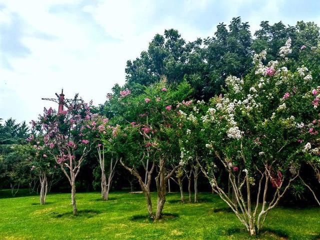 泉城夏日“紫薇季”浪漫开启，济南九大公园景区花开正艳