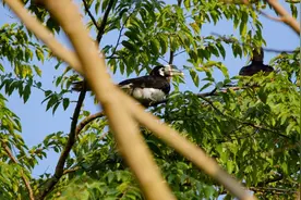 有一种叫云南的生活｜12只！德宏州野生动物收容救护中心迎来“稀客”图片