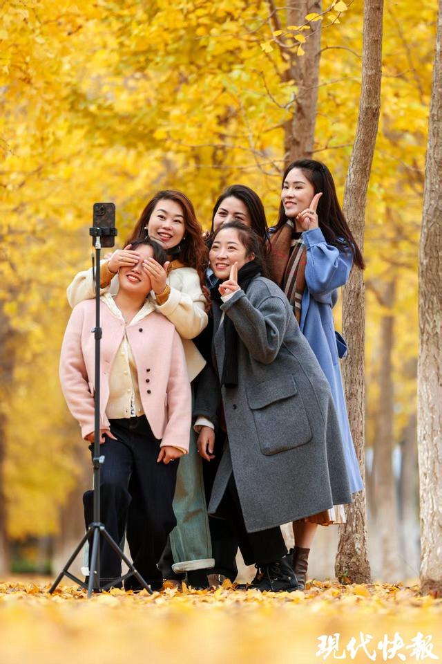 满城尽带“黄金甲”！盐城“网红”银杏长廊进入最佳观赏期