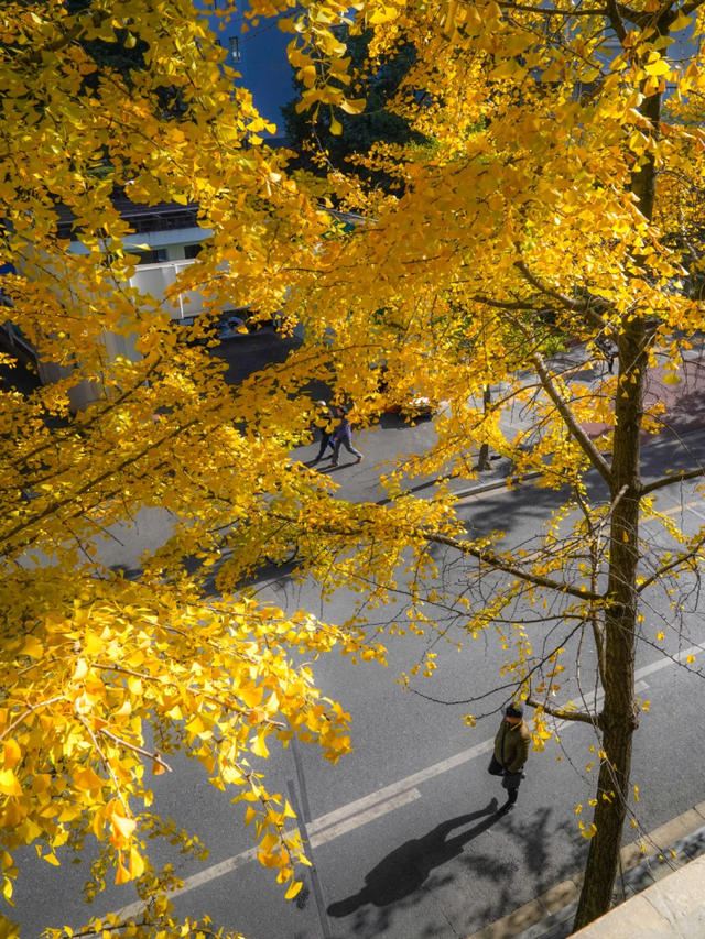 上海市中心“黄金大道”已上线！还有绝美银杏露台→