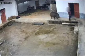 野猪入户袭击致老人身亡，三只狗都不是对手，当地近年已猎捕野猪1713头，有人大代表建议加强防范图片