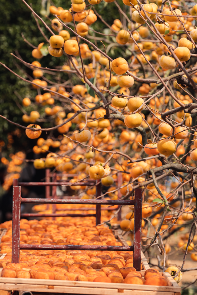 在桂林过大雪：暖汤、红柿、碧水…藏着南方冬日最惊艳的色彩
