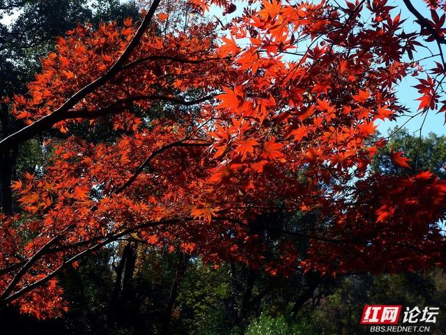 红叶漫染爱晚亭，今年岳麓山的枫景，是否能进你的心尖榜？