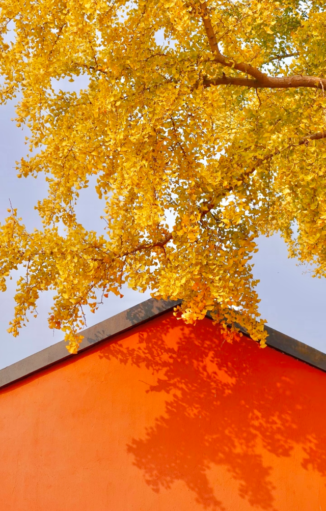 超美打卡攻略来啦！秋染道前街，追寻林则徐苏州印记