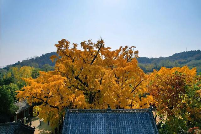 千年莒县银杏树！这一眼惊艳时光，高清大图超治愈