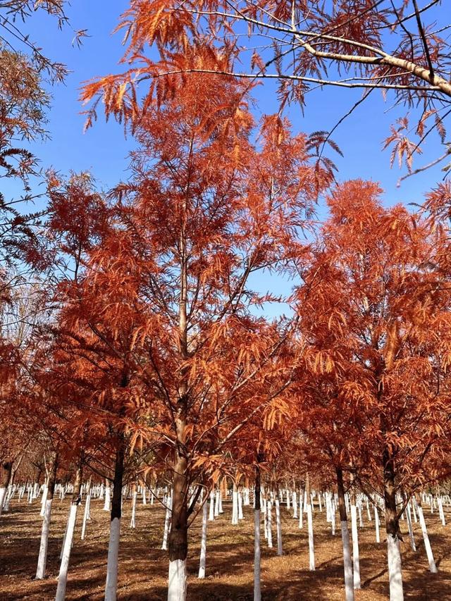 荆州的秋，才是隐藏BOSS！🥰🥰🥰