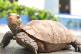 憨态可掬！巡边民警捡到4只国家一级保护动物凹甲陆龟图片