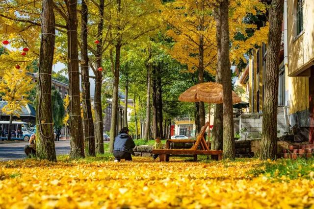 免门票福利！白云山绝美秋色正在上映→