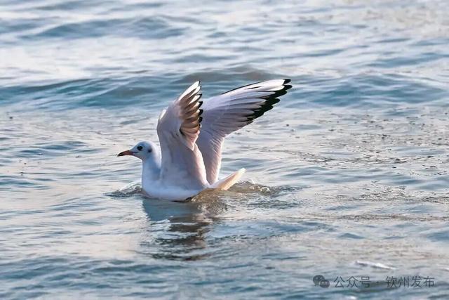 来钦州，“鸥”遇冬日限定浪漫！