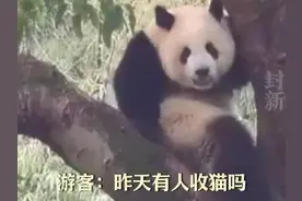 重庆动物园大熊猫"莽小五"，待树上一夜引市民围观，饲养员拿盆盆奶成功"收猫"图片