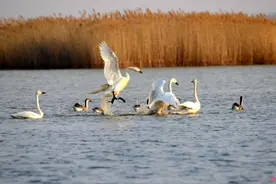 绝美！用油画的方式打开科左后旗！图片