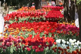 合肥花海又上新！多彩郁金香迎来盛放期图片