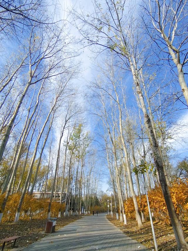 秋深冬浅时，奥森浸染缤纷色彩