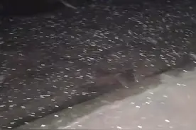 四川南部县今晨下冰雹，大的直径有两三厘米，部分农作物受损图片