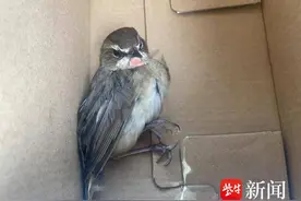 爱心男孩为受伤红喉歌鸲报警，警民接力送动物园救治图片