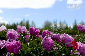 千城百县看中国｜内蒙古：芍药盛开舞翩跹图片