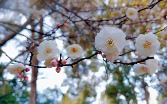 冬樱花、梅花、郁金香、虞美人......昆明最全赏花攻略请查收