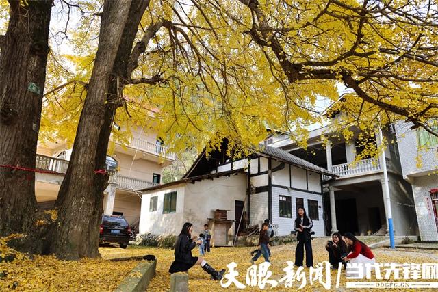 正安:初冬银杏“换装”引客来