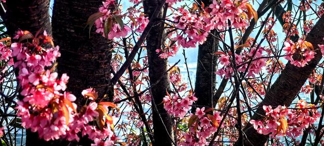茶花公园迎来盛开冬樱花——凤庆城市空间布局更加舒畅