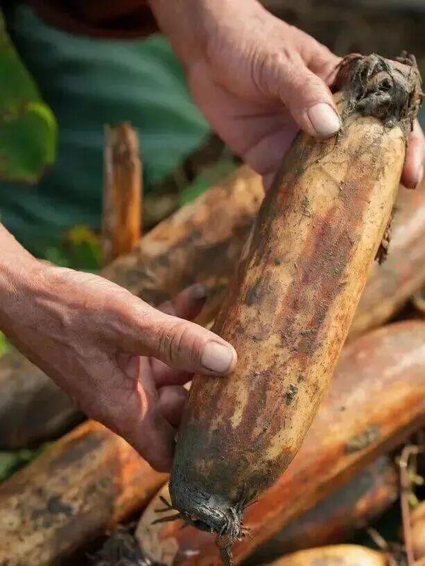 来洪湖，“藕”遇千年秋色！