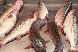 开冰梭鲜美上市，烟台人抓紧吃，错过再等一年！图片