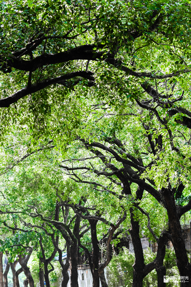 一条荔园路，多少蛇口人的前半生
