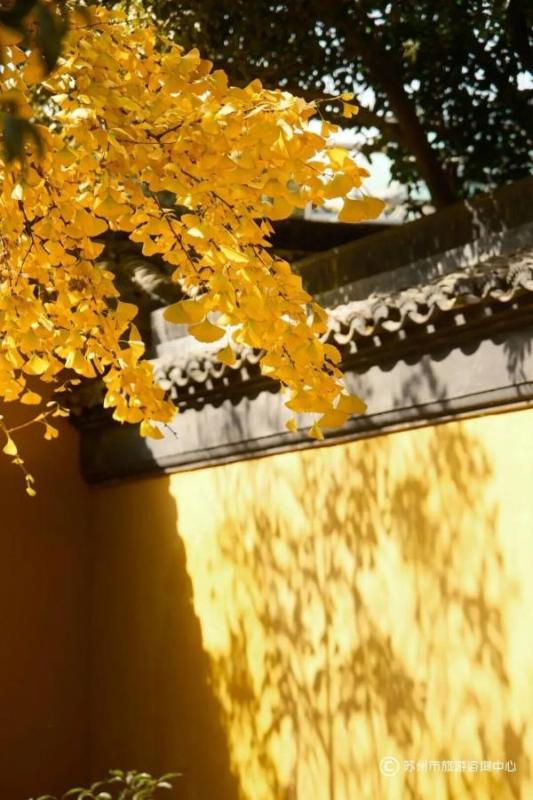 火上央视！苏州变身“黄金州”