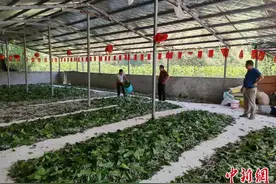 （乡村行·看振兴）勤“茧”致富 江西修水乡村振兴有“丝”路图片