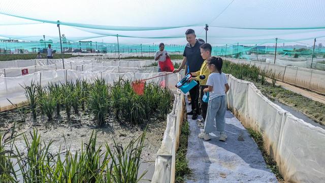 首届册山“稻香蛙鸣美食音乐季”开幕