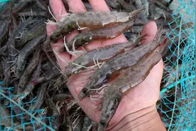 上海南美白对虾气象指数保险达成交易，“气象×金融”产品还将继续拓展图片