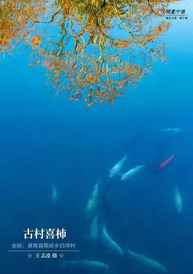 走！去屏南！这些柿子打卡点请收好→