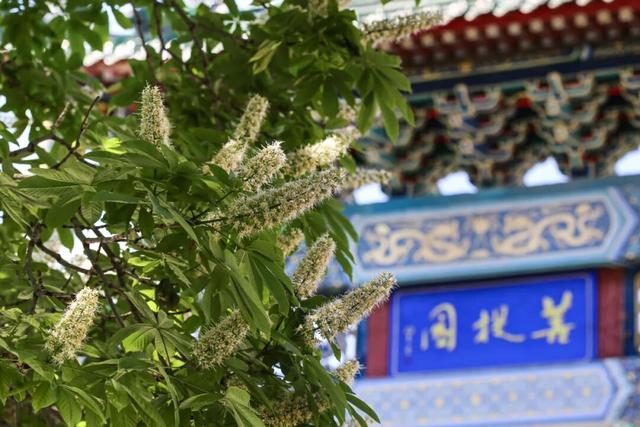 北京十六区，区区有“树王”！古树科普宣传周活动将启动