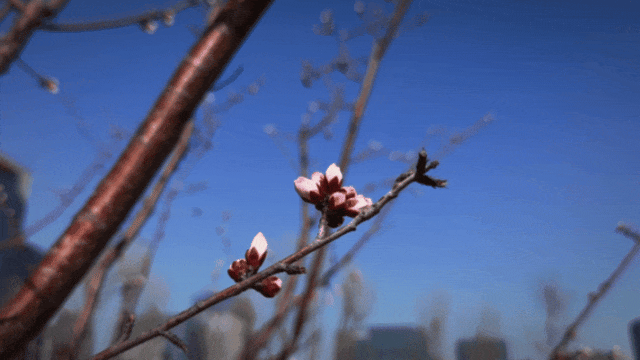 细碎春光，温柔了整个亦庄