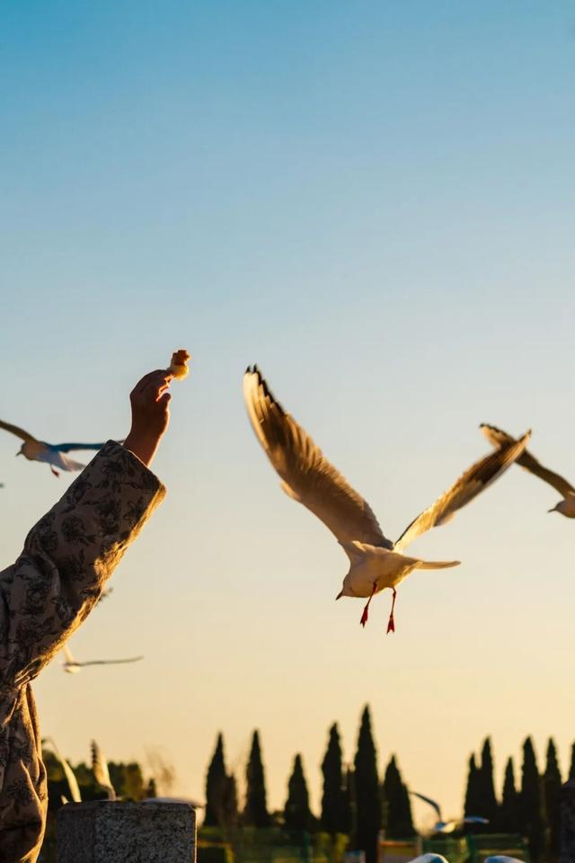 都是小众打卡点！在这些地方看海鸥，景美鸥多还诗意满满~