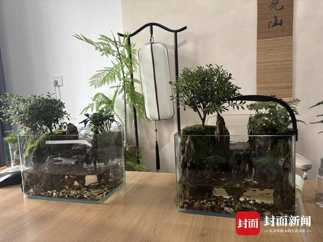 一年卖到8000万，这届年轻人开始流行养“山水”？｜有点意思·成都经济一线观察